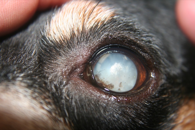 Veterinario Cataratas Barcelona